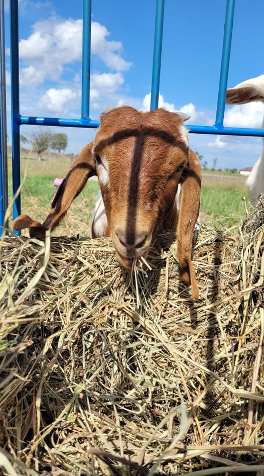 Custom Goat Feed