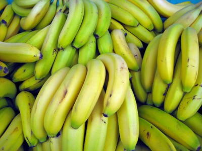 Fresh Banana Exporter For Saudi Arabia Premium Cavendish