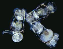 Rotifer Culture Manufacturer & Exporter from India