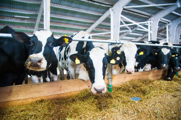 Premium Dairy Cow Feed