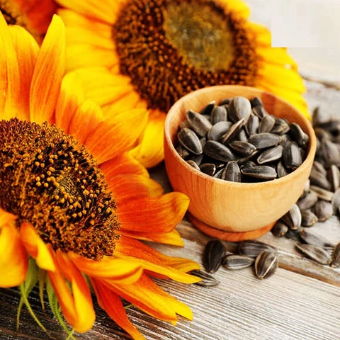 OP Sunflower Seeds